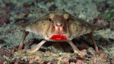 Red-Lipped Batfish